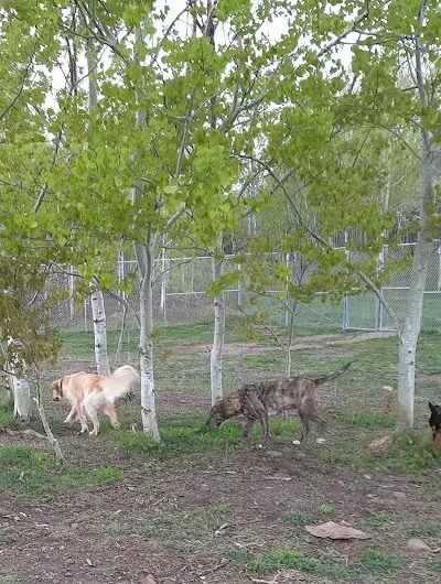 Hancock Dog Park - Hancock, MI