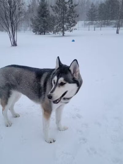 Hancock Dog Park - Hancock, MI