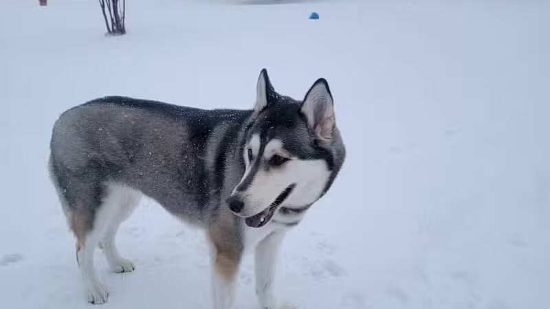 Hancock Dog Park - Hancock, MI