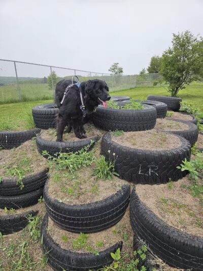 Hancock Dog Park - Hancock, MI