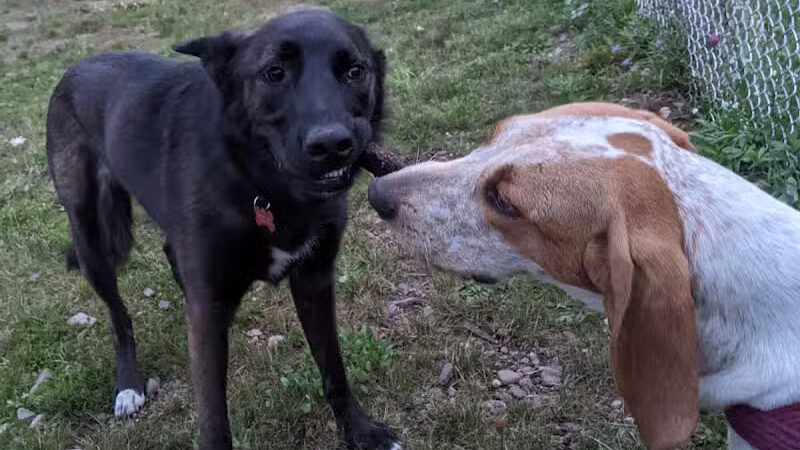 Hancock Dog Park - Hancock, MI