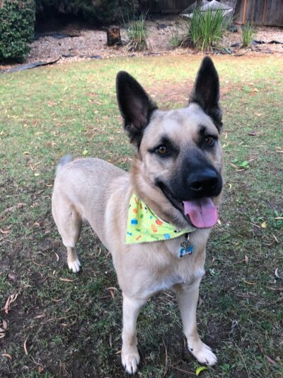 Funny Faces Bed & Biscuit - Hanford, CA