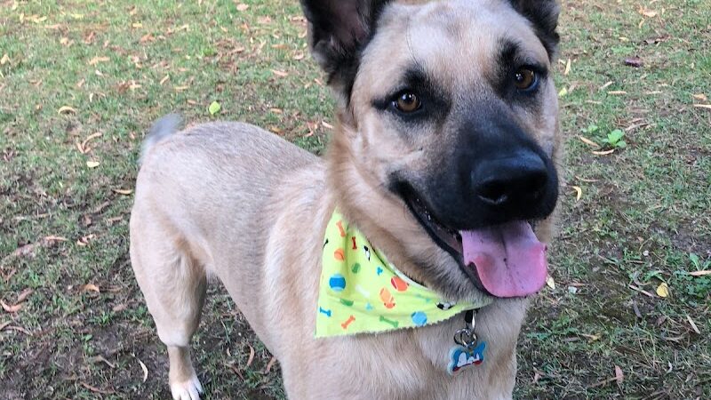 Funny Faces Bed & Biscuit - Hanford, CA