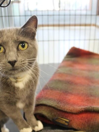 Funny Faces Bed & Biscuit - Hanford, CA