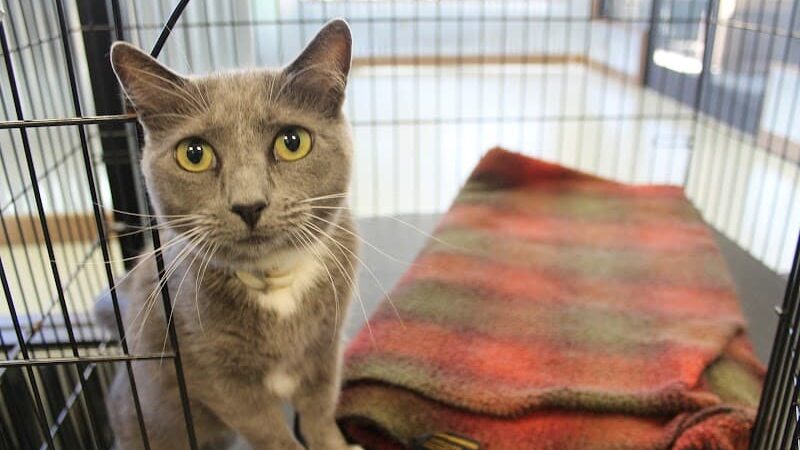 Funny Faces Bed & Biscuit - Hanford, CA