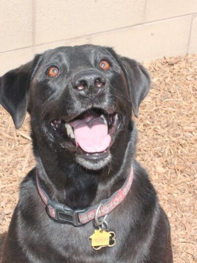 Funny Faces Bed & Biscuit - Hanford, CA