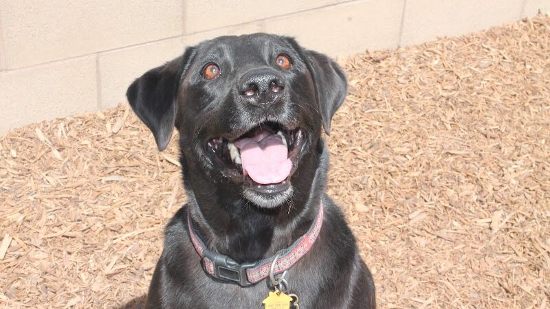 Funny Faces Bed & Biscuit - Hanford, CA
