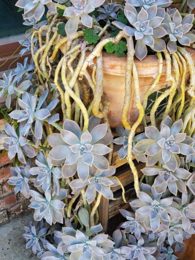 Glacier Way Park - Hanford, CA