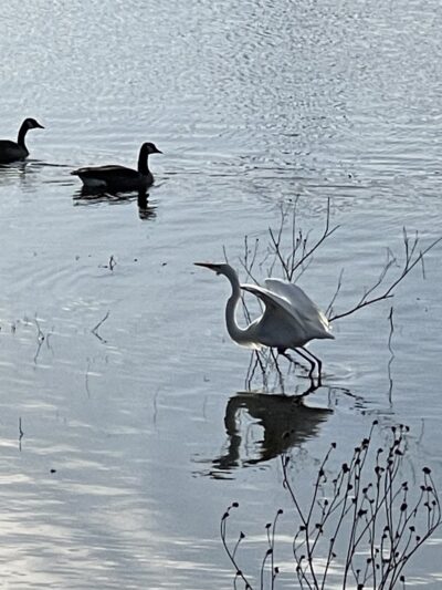 Glacier Way Park - Hanford, CA