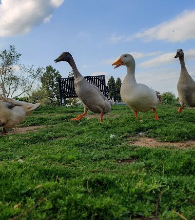Hidden Valley Park - Hanford, CA