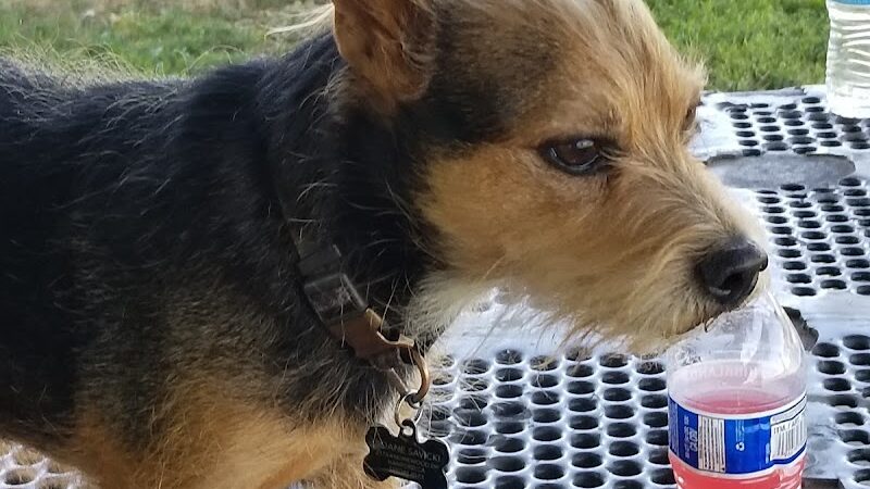 Hood Park - Hanford, CA