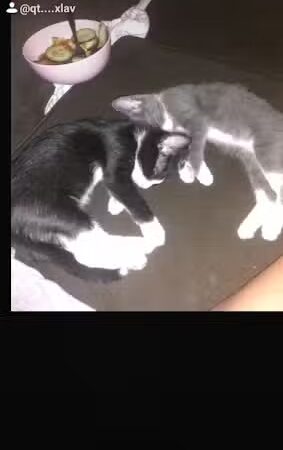 Kings County Animal Services - Hanford, CA