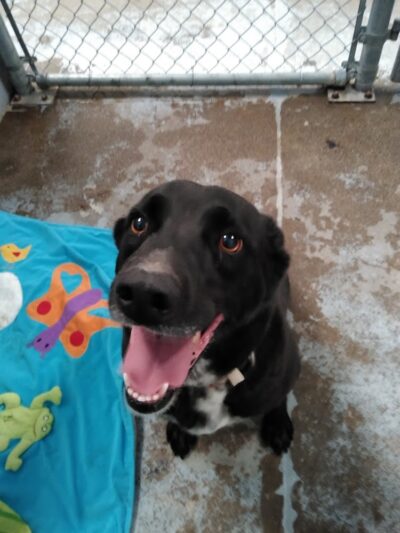 Kings SPCA - Hanford, CA