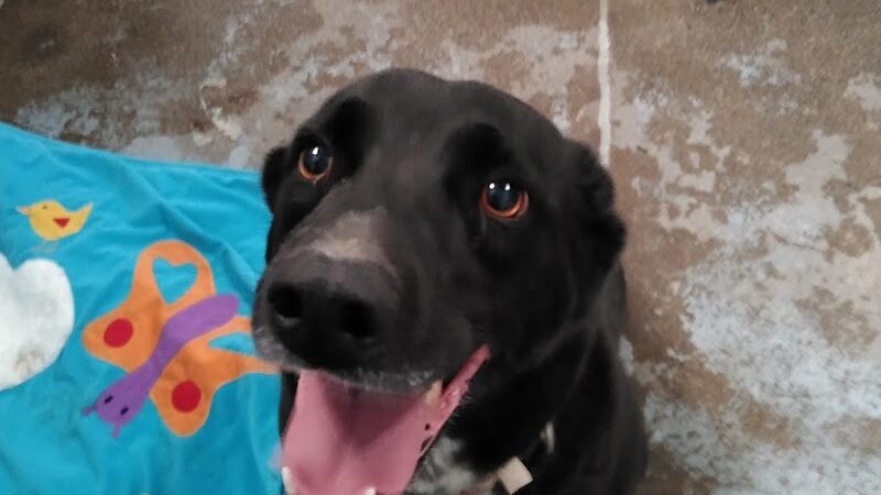 Kings SPCA - Hanford, CA