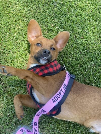 Kings SPCA - Hanford, CA