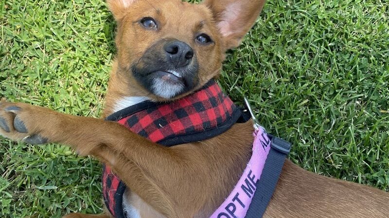 Kings SPCA - Hanford, CA