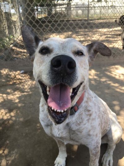 Kings SPCA - Hanford, CA