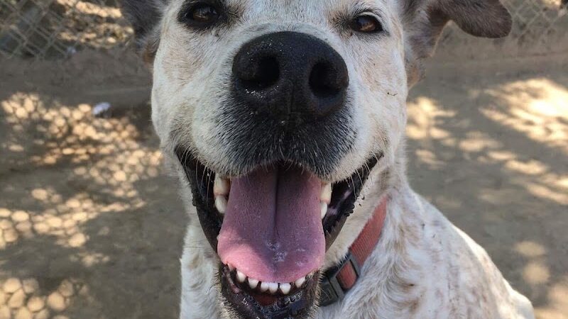 Kings SPCA - Hanford, CA