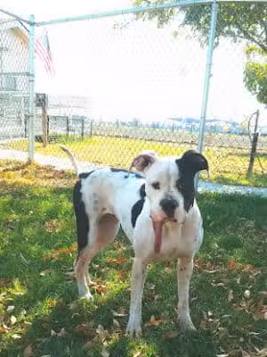 Kings SPCA - Hanford, CA