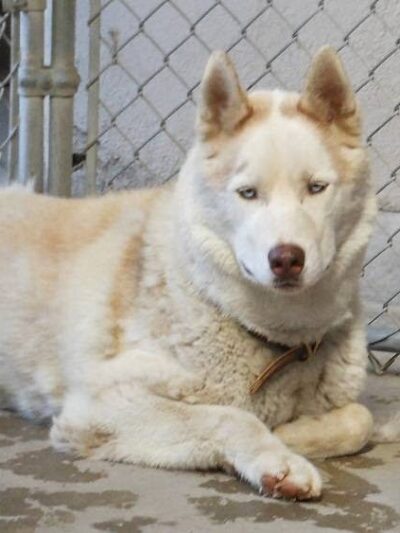 Kings SPCA - Hanford, CA