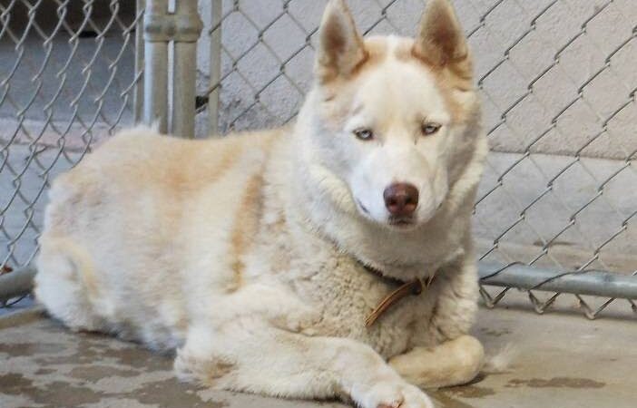 Kings SPCA - Hanford, CA