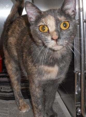 Kings SPCA - Hanford, CA