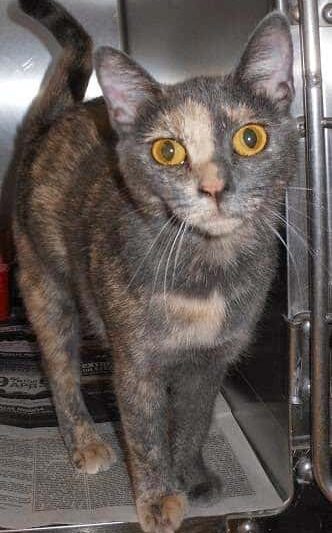 Kings SPCA - Hanford, CA