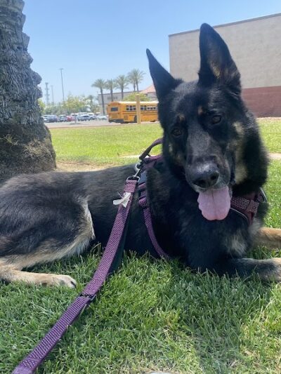 Kings SPCA - Hanford, CA