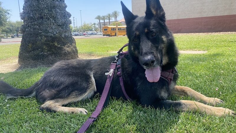 Kings SPCA - Hanford, CA