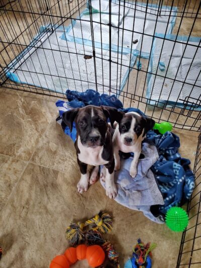 Kings SPCA - Hanford, CA