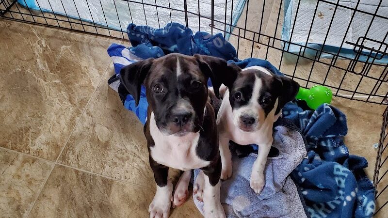 Kings SPCA - Hanford, CA