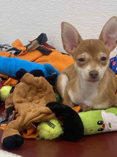 Kings SPCA - Hanford, CA