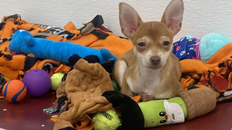 Kings SPCA - Hanford, CA