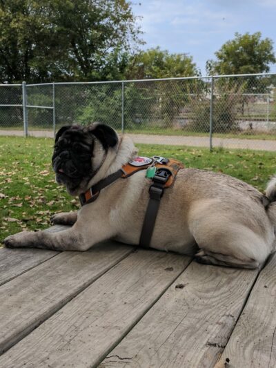Dempsey Dog Park - Hannibal, MO