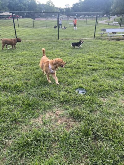 Matthewstown Harmans Dog Park - Hanover, MD