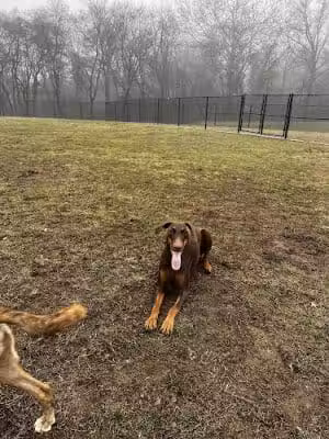 Matthewstown Harmans Dog Park - Hanover, MD