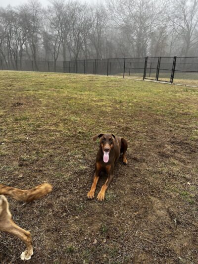 Matthewstown Harmans Dog Park - Hanover, MD