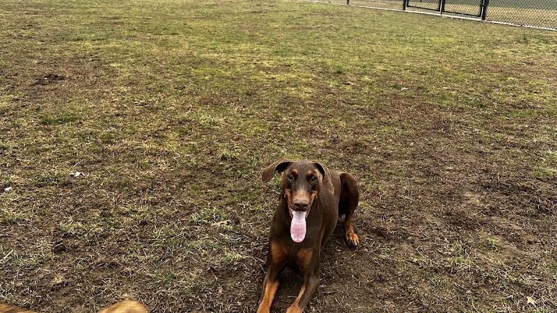 Matthewstown Harmans Dog Park - Hanover, MD