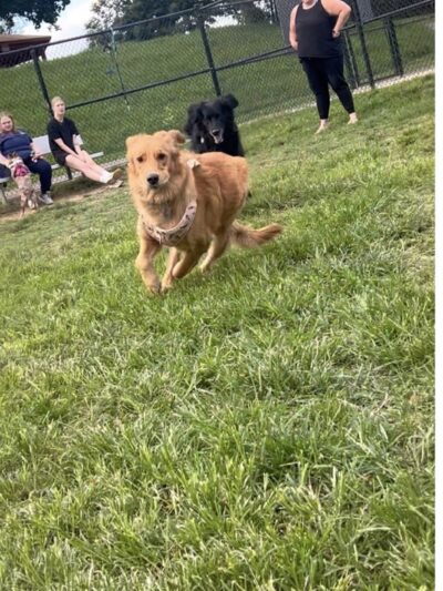 Matthewstown Harmans Dog Park - Hanover, MD