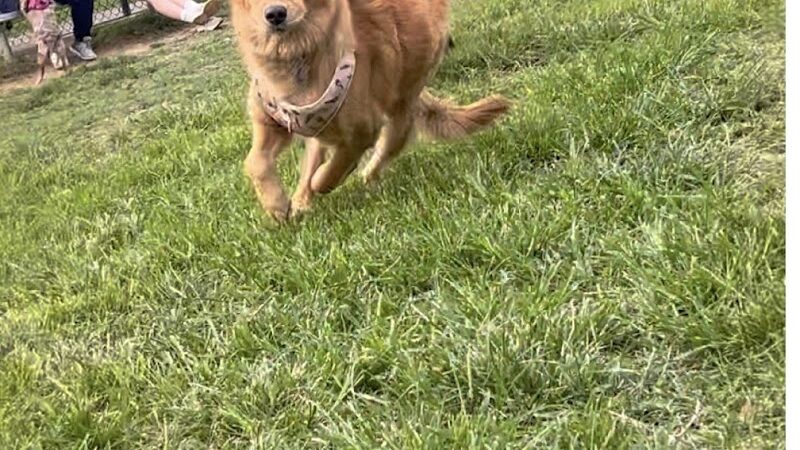 Matthewstown Harmans Dog Park - Hanover, MD