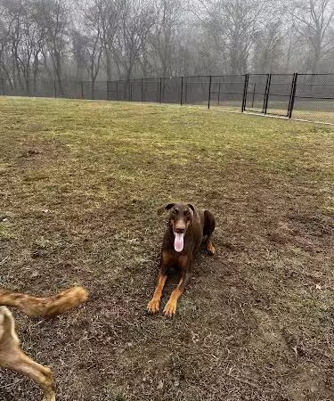 Matthewstown Harmans Dog Park - Hanover, MD