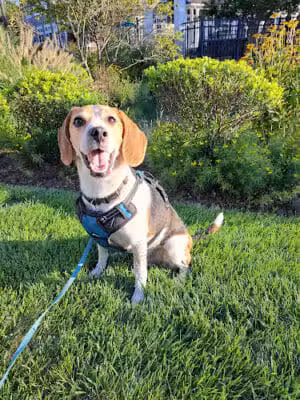 Happy Tails Dog Walking and More - ,