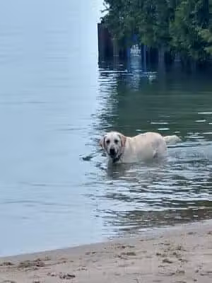 Zoll Street Beach - Harbor Springs, MI