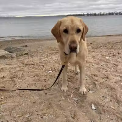 Zoll Street Beach - Harbor Springs, MI
