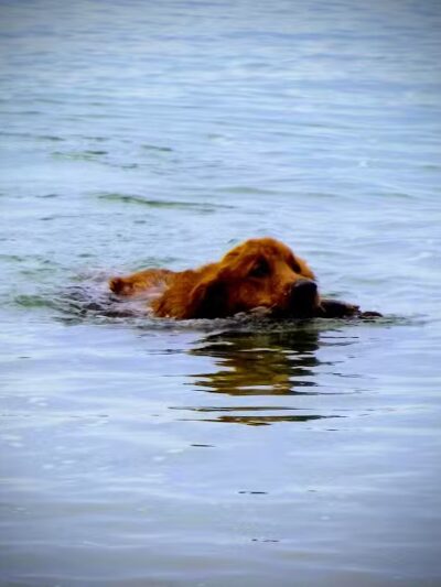 Zoll Street Beach - Harbor Springs, MI