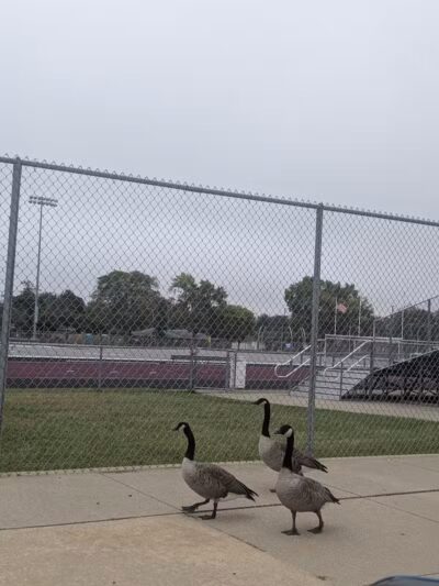 Playground - Harper Woods,