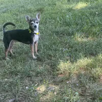 Happy Trails Dog Park - Harrisburg, PA
