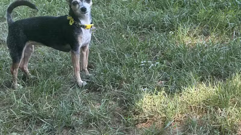 Happy Trails Dog Park - Harrisburg, PA