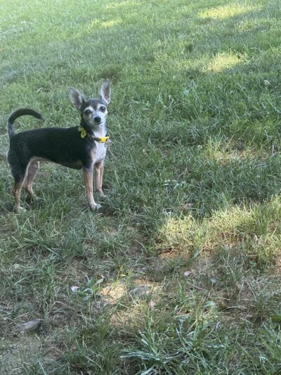 Happy Trails Dog Park - Harrisburg, PA