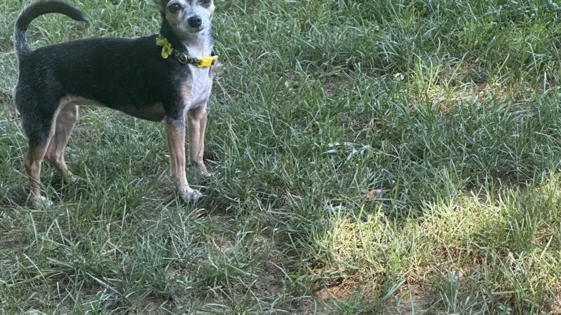 Happy Trails Dog Park - Harrisburg, PA